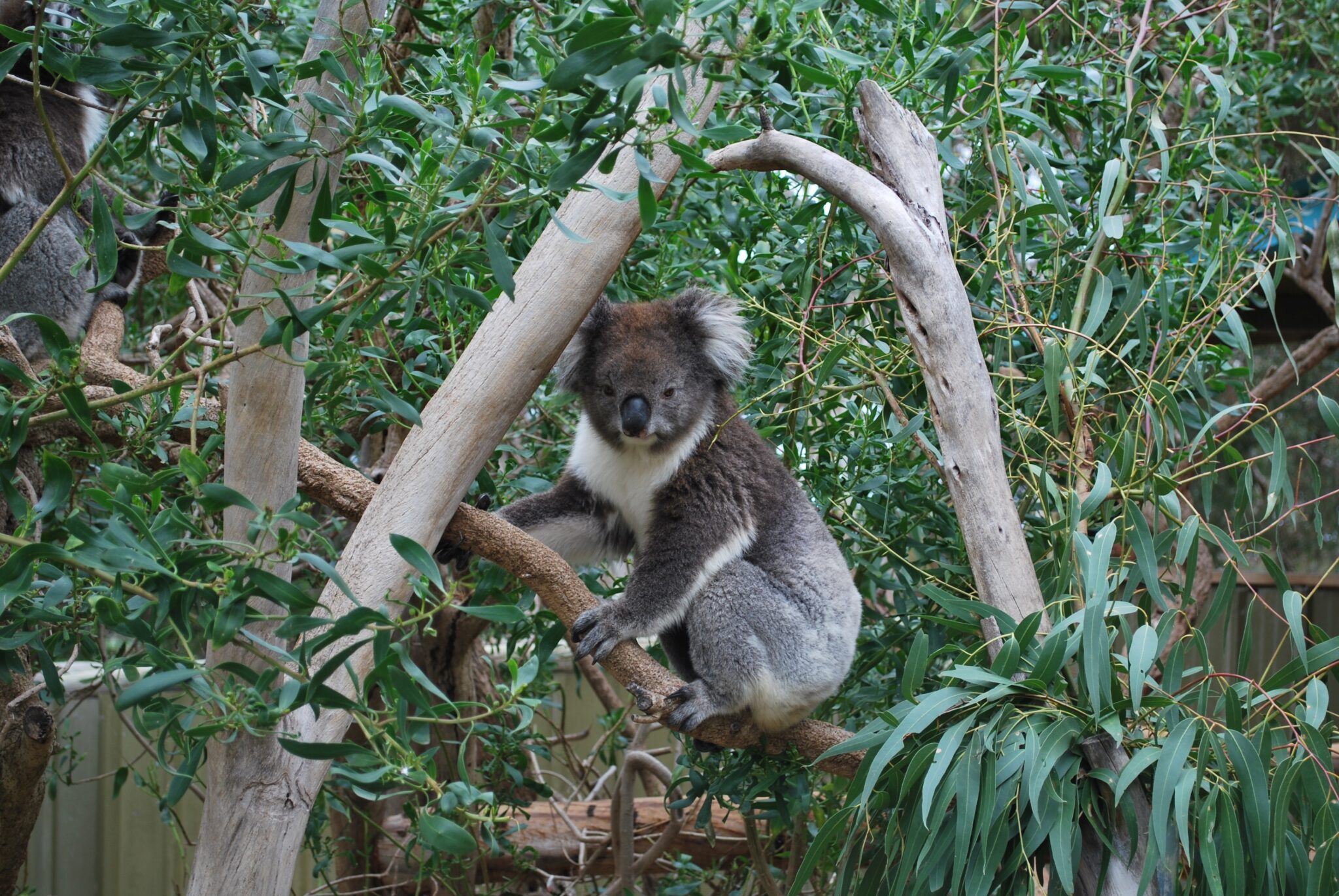 Quadrant Australia Farmers Tour Queensland-Koala