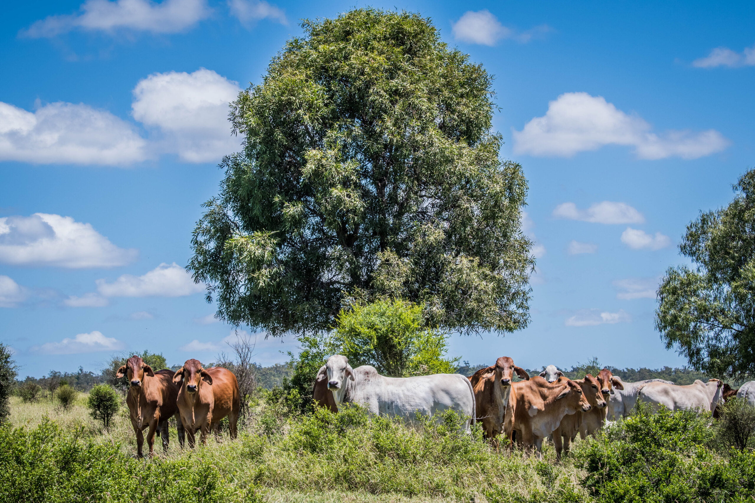 Beef 2024 tours - cattle in the QLD outback