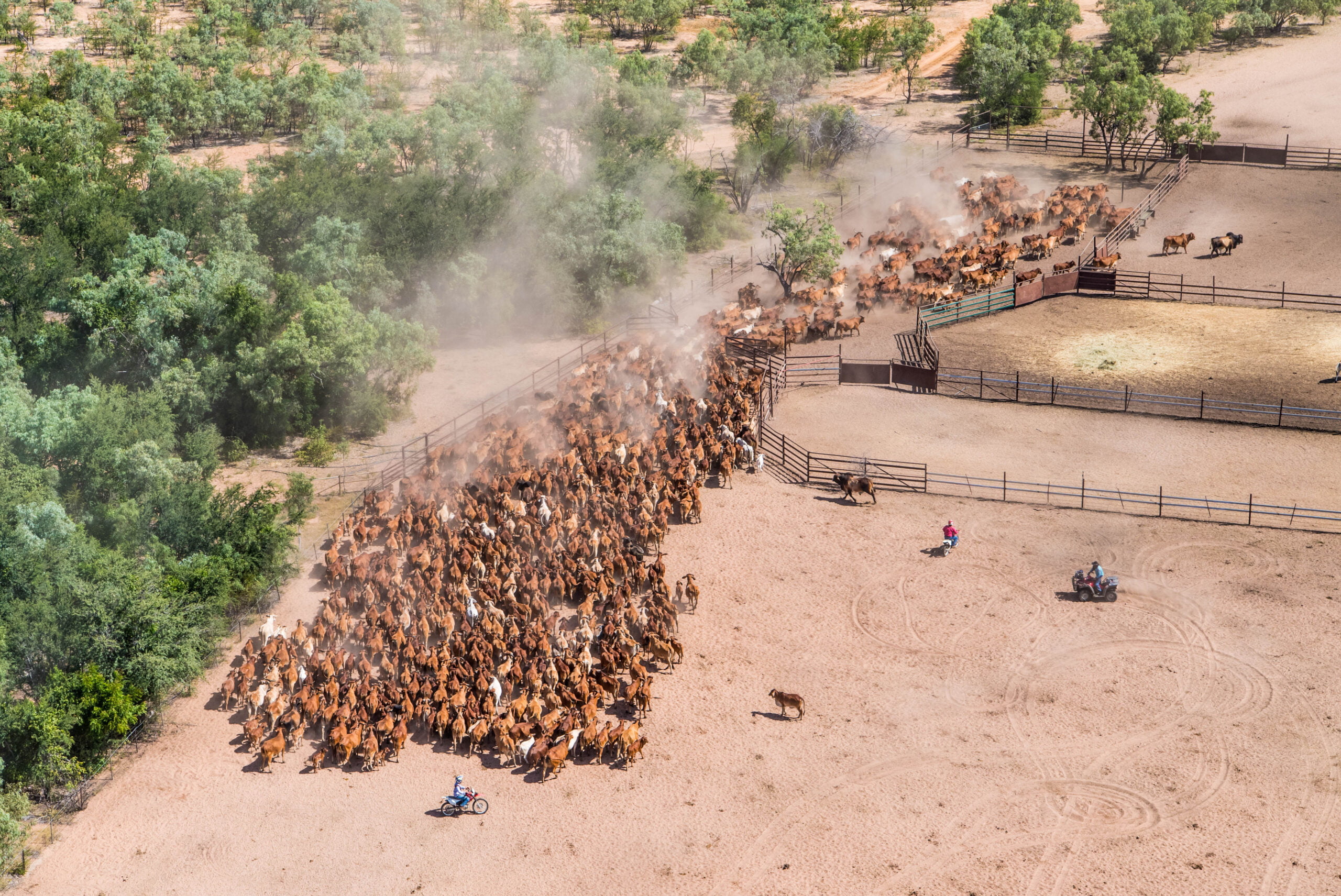 Beef 2024 tours- cattle mustering QLD
