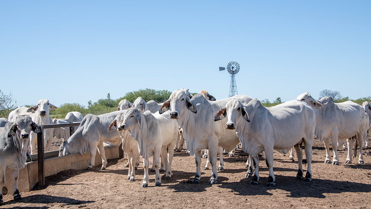 Quadrant Australia-Beef 2024 Latin-Brahman Cattle