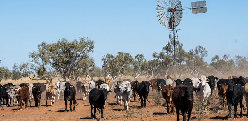 Quadrant Australia Farmers QLD Tour 2024 -Cattle
