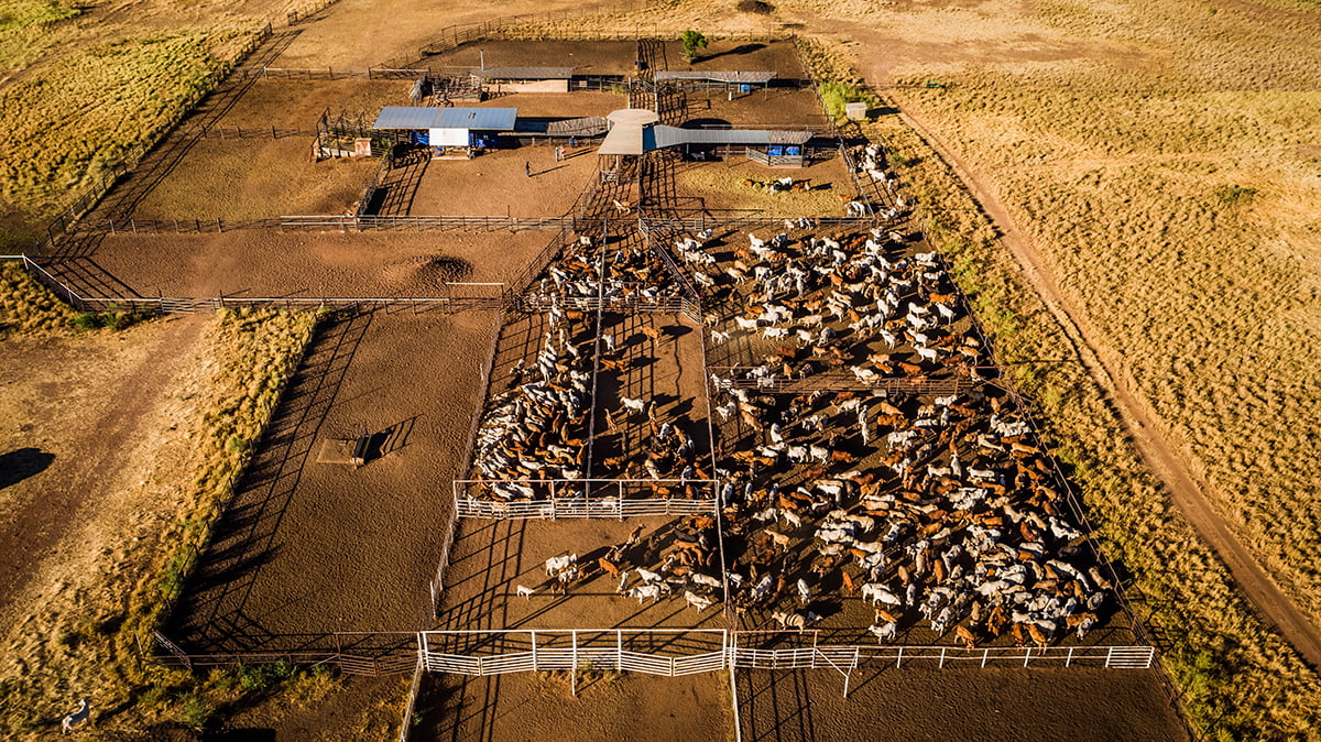 Quadrant Australia-Kimberley Ag-Stock Yards