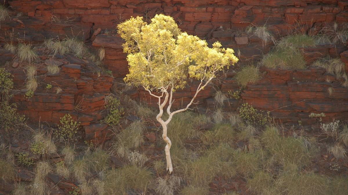 Quadrant Australia Pilbara Cattle Tour 2024 -Landscape, red hills, yellow leaves on tree