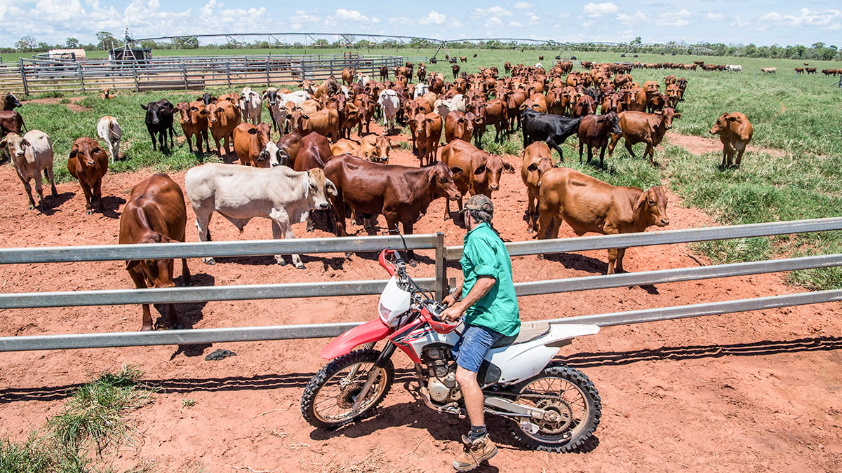 Cattle mustering on bikes in the Pilbara