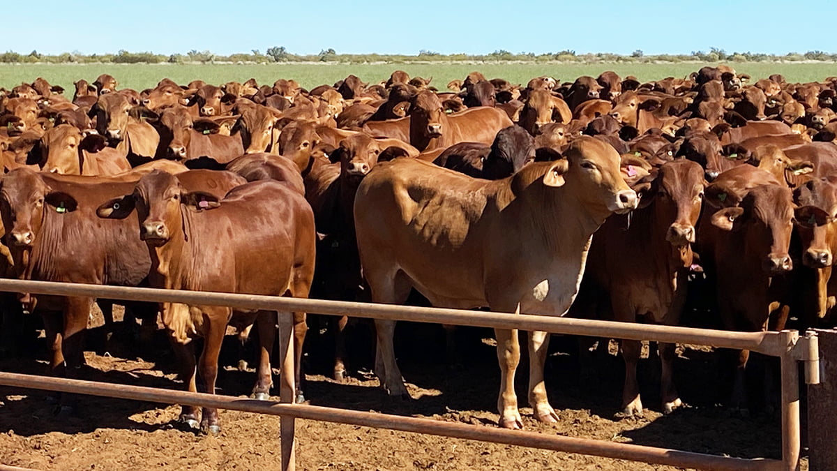 Quadrant Australia Pilbara Cattle Tour 2024 -Wallal Downs