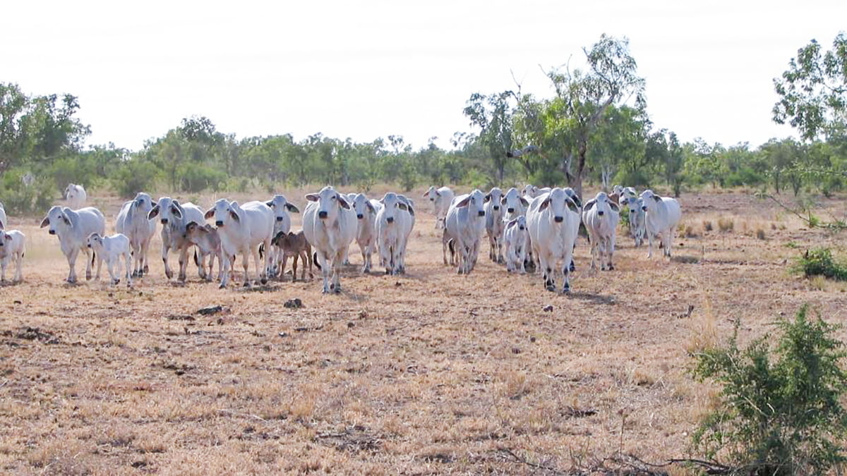 Quadrant Australia Top End Agriculture-Cattle