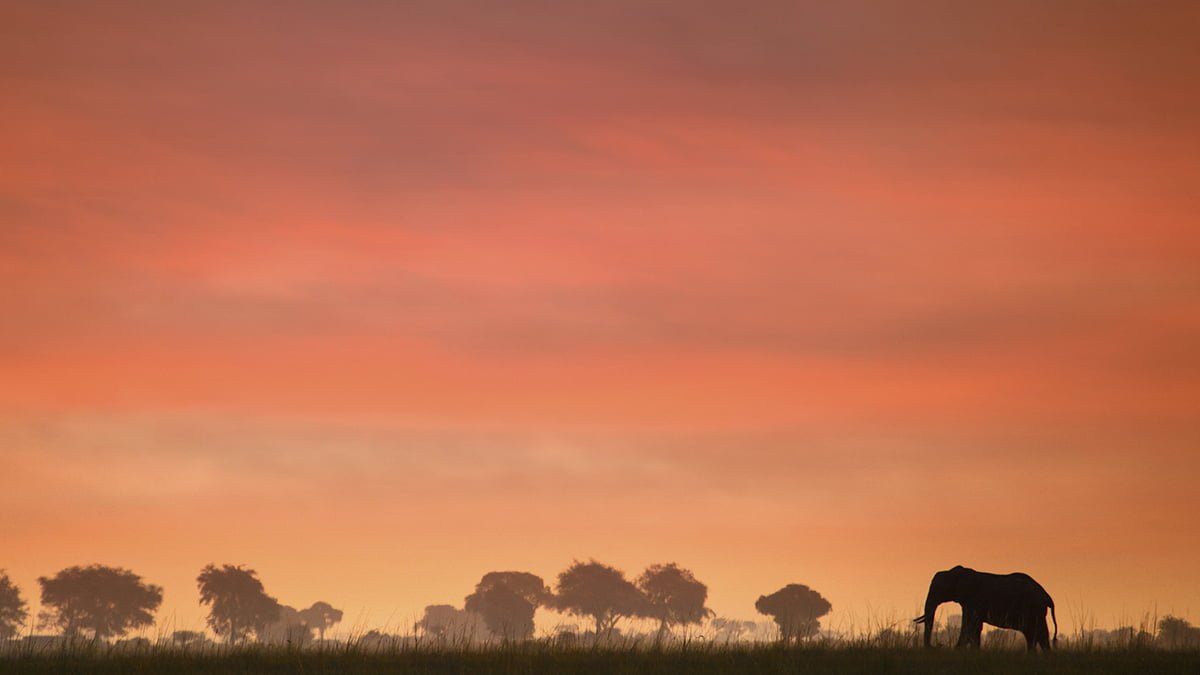 Quadrant Australia Best of South Africa-Elephant Sunrise