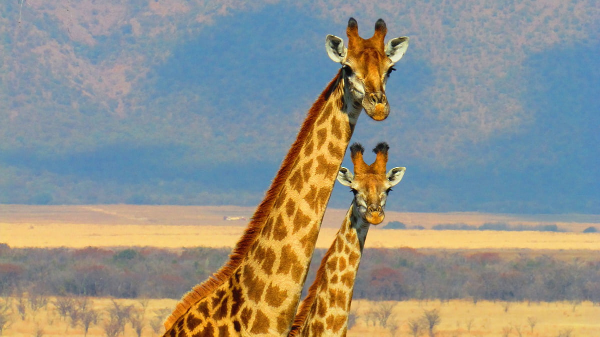 Quadrant Australia Best of South Africa-Giraffes