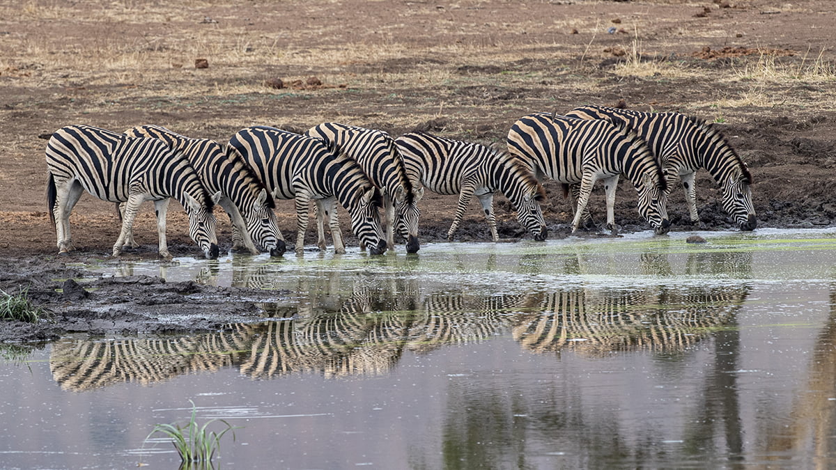 zebra group drinking at the pool in kruger park south africa with water reflection