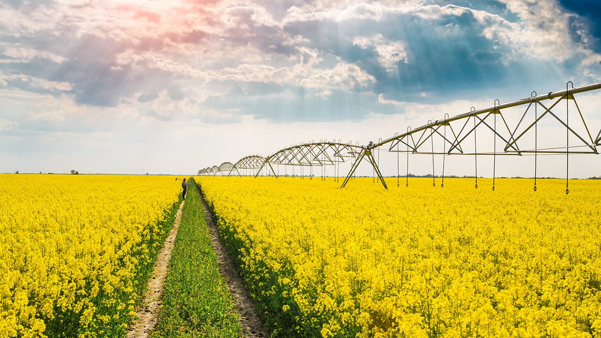 Rapeseed with irrigation system