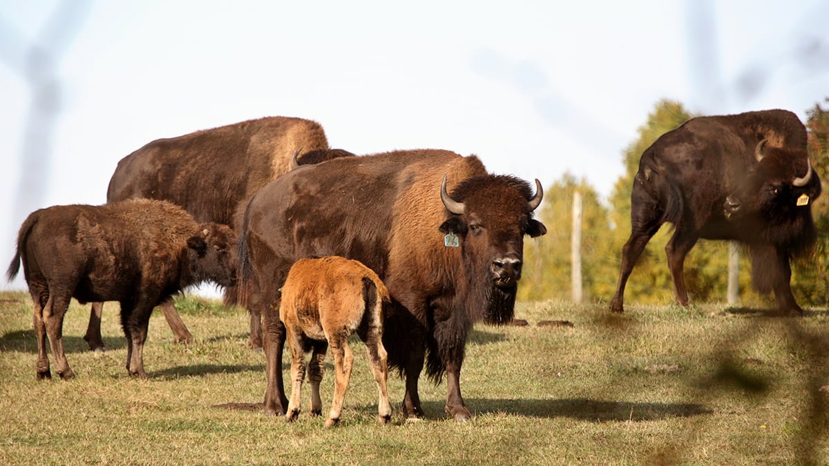 Bison calf feeding in scenic Central Saskatchewan