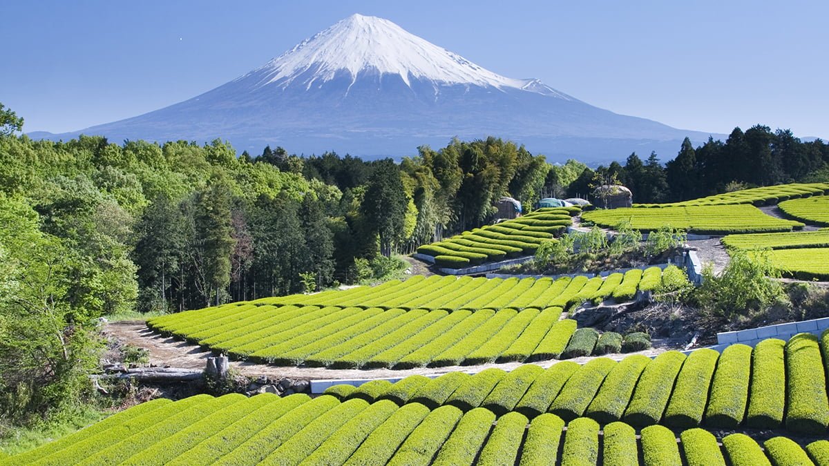 Rows of fresh green tea with Mount Fuji