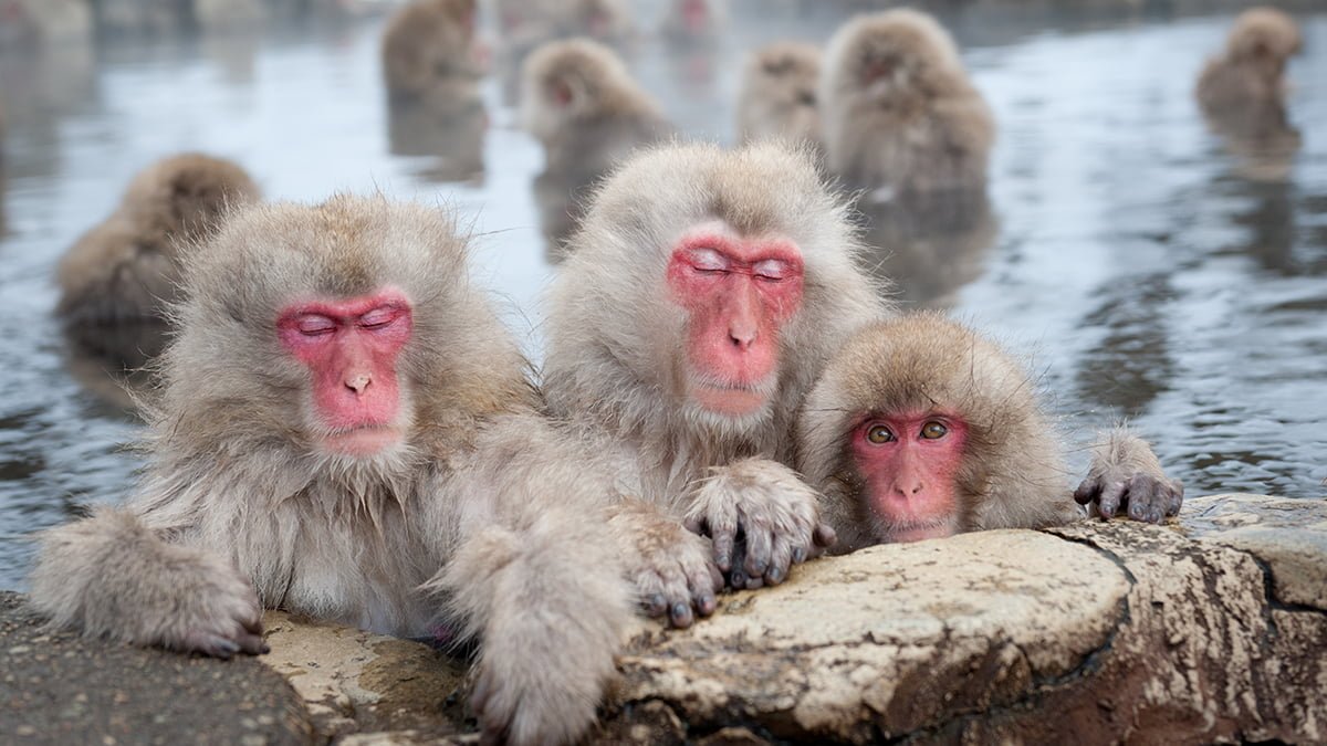 The famous Snow Monkeys (Japanese Macaques) bathe in the onsen hot springs of Nagano, Japan.