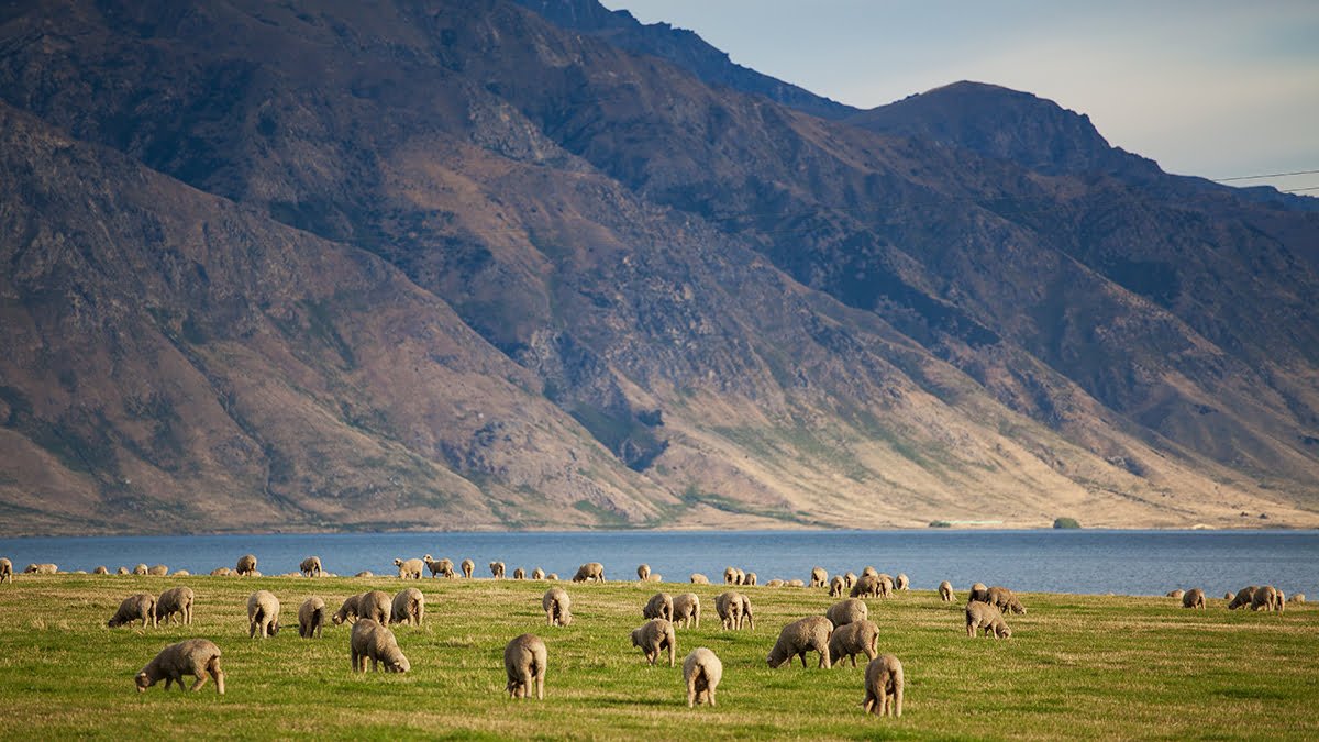 Sheep herd in New Zealand mountains