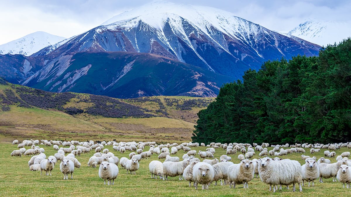 A flock of sheep and lambs with mountain background South Island New Zealand