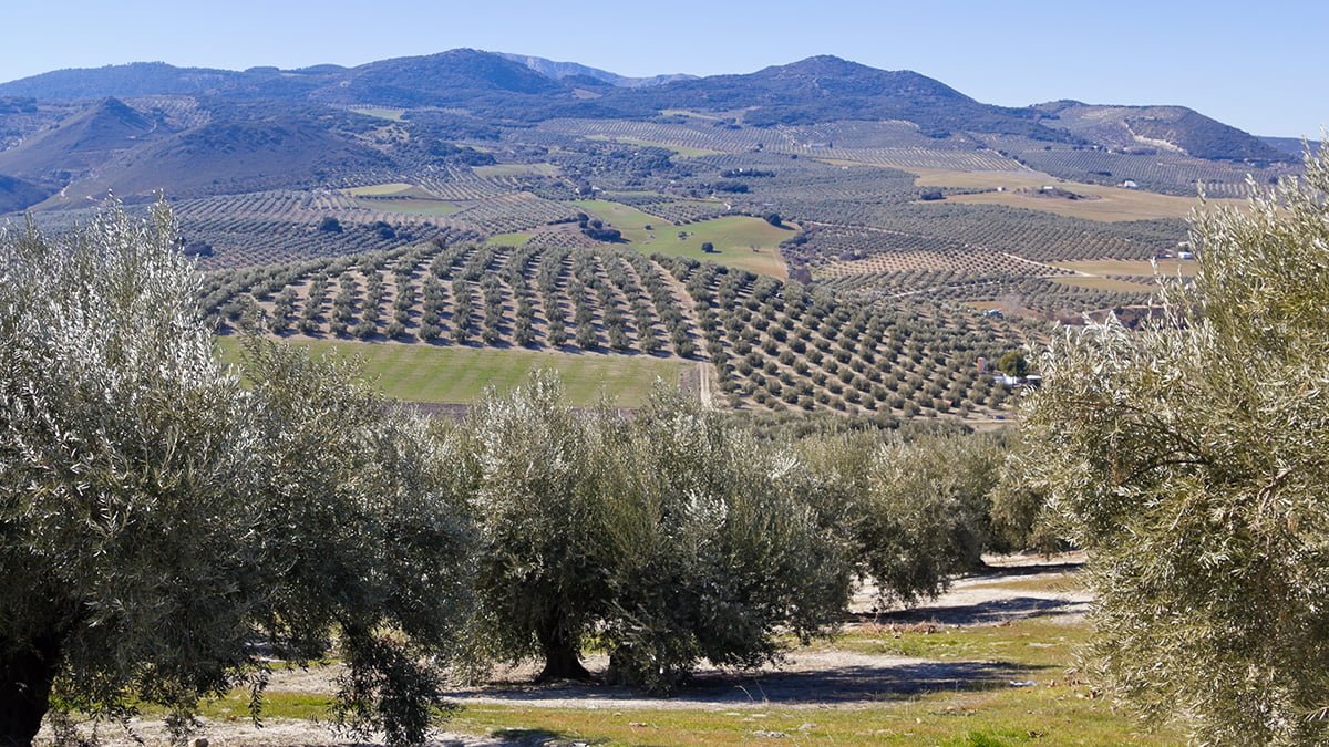 an olive grove in Sevilla. Andalusia zone, Spain.