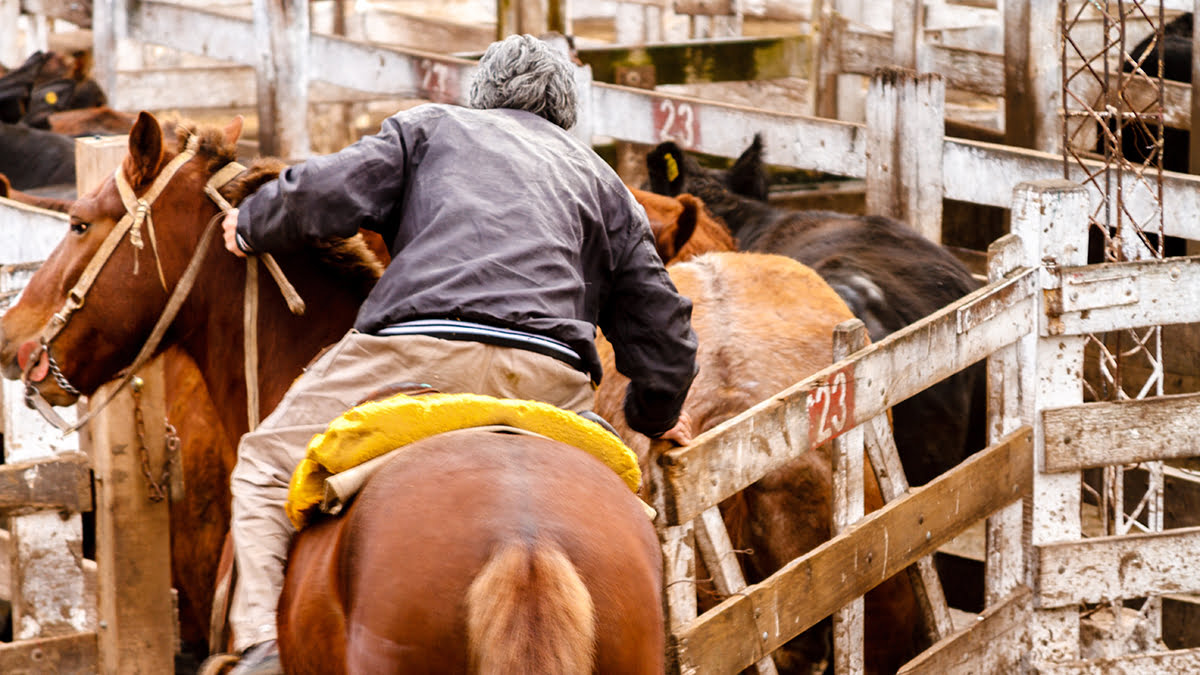 Buenos Aires, Argentina - August 16, 2016: Cowboy encloses some calves in a pen of Mercado de Liniers, Argentina