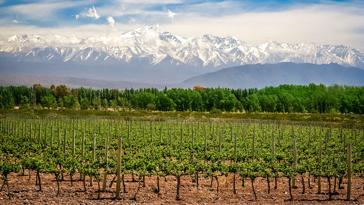 Organic vineyards near Mendoza in Argentina with Andes in the background