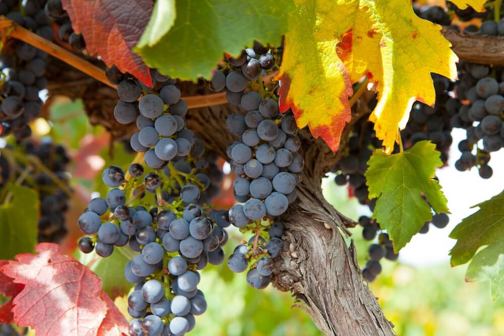 A cluster of ripe grapes hanging on a vine, ready to be harvested.