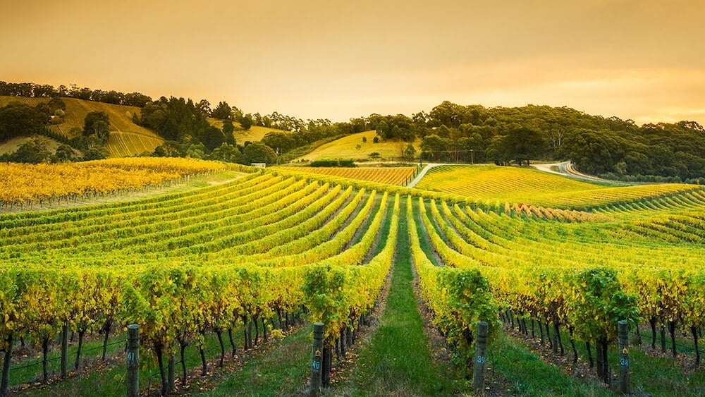 A scenic vineyard field with neat rows of vines stretching into the distance.