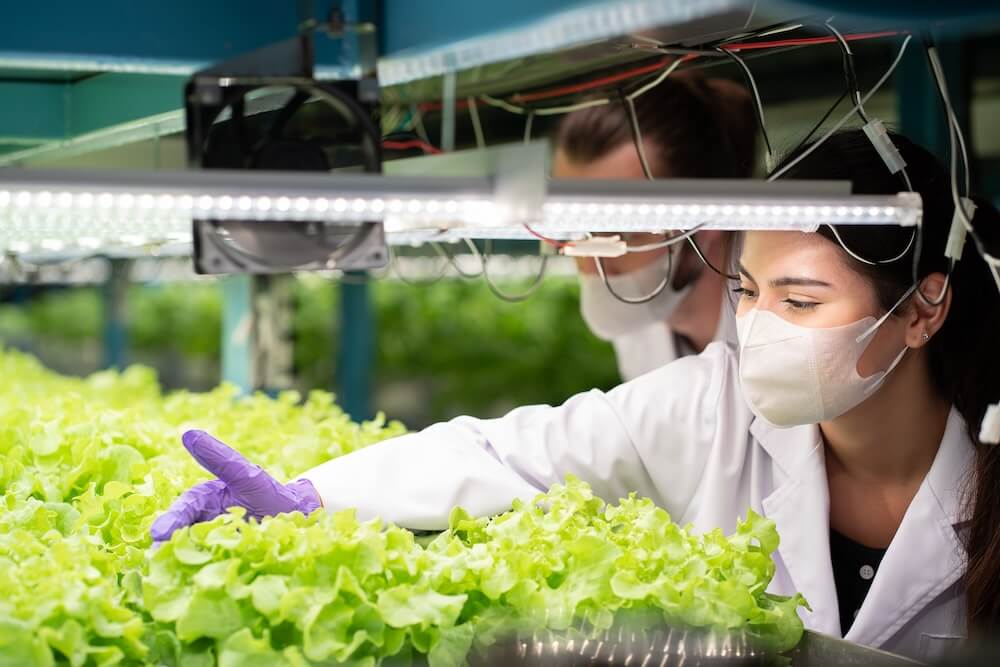 People in lab attire and gloves examining lettuce growing under artificial light and advanced technology.