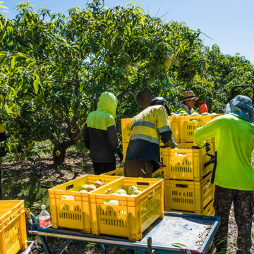 QLD Gulf tour - Farming - picking fruit