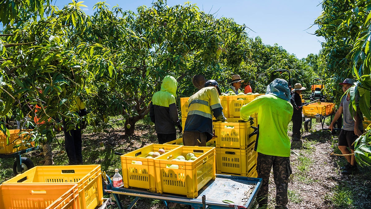 QLD Gulf tour - Farming - picking fruit