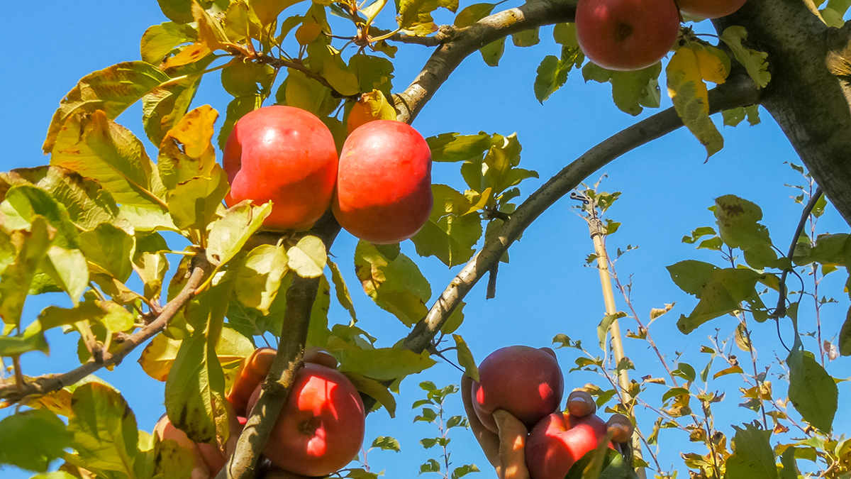 low angle shot of an orchard worker picking ripe red apples from a tree in huonville, tasmania