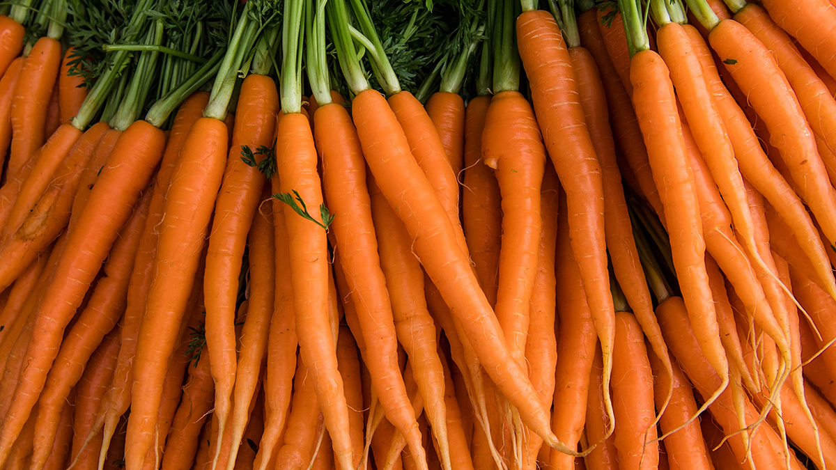 Highlights of Tasmanian Agriculture - carrot farming