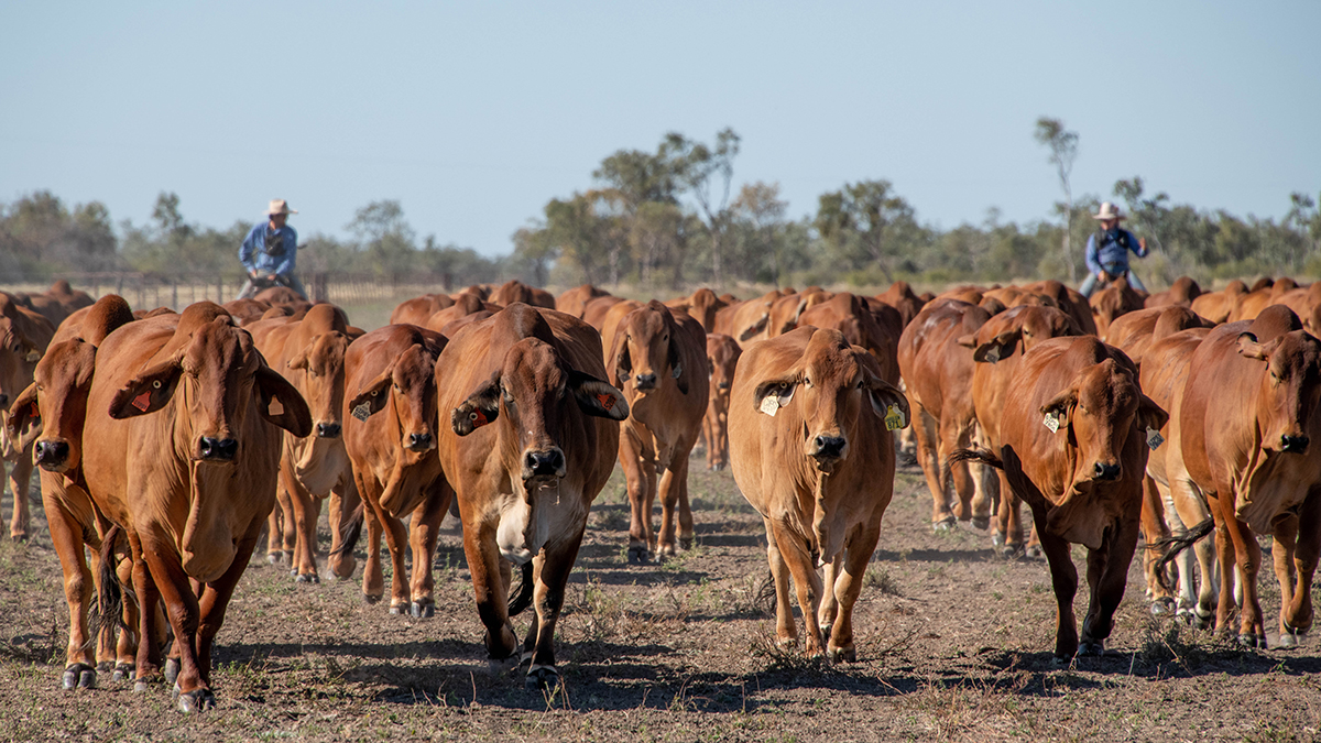 QLD Gulf Tour - cattle farm